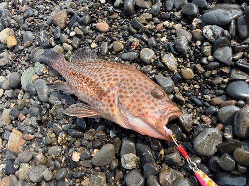 オオモンハタの釣果