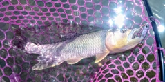 ハスの釣果