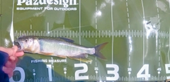 ハスの釣果