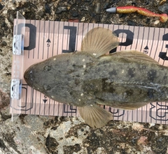 マゴチの釣果