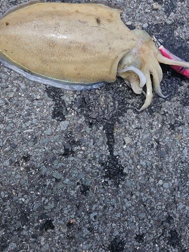 コウイカの釣果