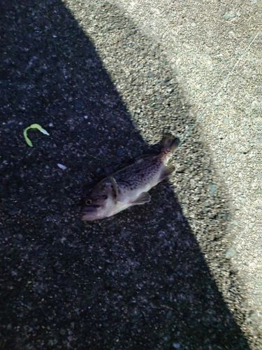 クロソイの釣果
