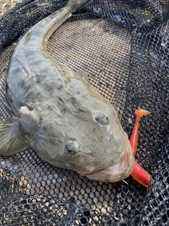 マゴチの釣果