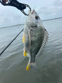 キビレの釣果