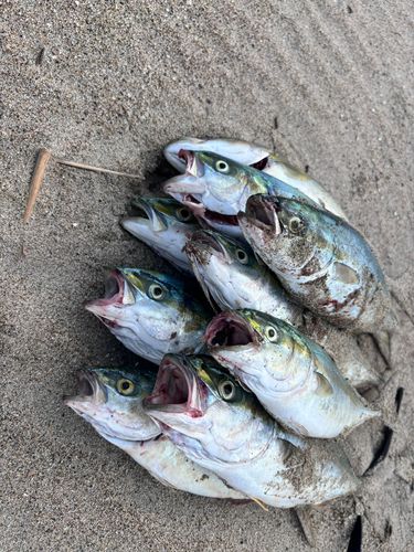 ツバスの釣果