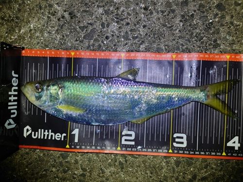 ヒラの釣果