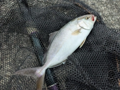 ショゴの釣果