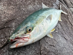 ワラサの釣果