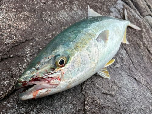 ワラサの釣果