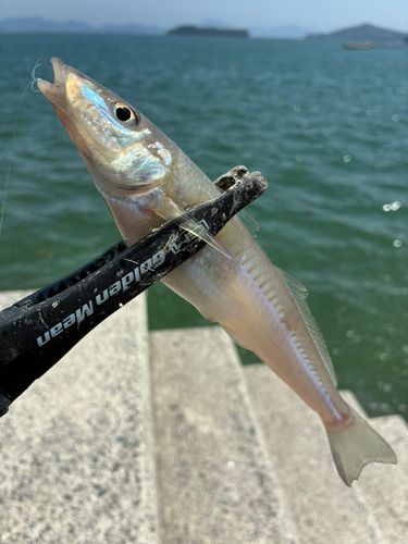 シロギスの釣果