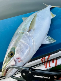 ワラサの釣果