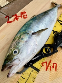 ワラサの釣果