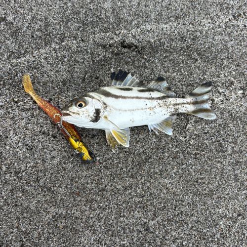 コノシロの釣果