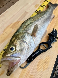 セイゴ（マルスズキ）の釣果