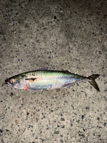 サバの釣果