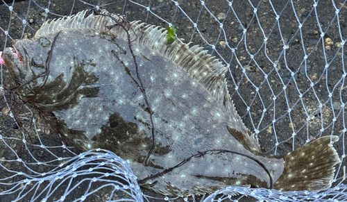 ヒラメの釣果