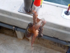 タコの釣果