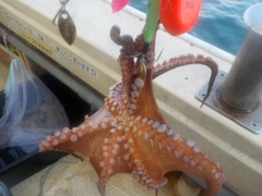 タコの釣果
