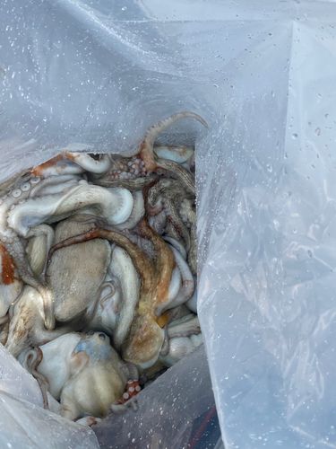 タコの釣果