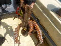タコの釣果