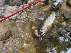 イワナの釣果
