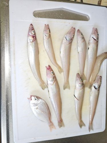 シロギスの釣果
