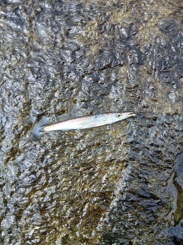 カマスの釣果