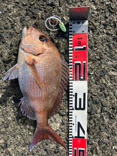 マダイの釣果
