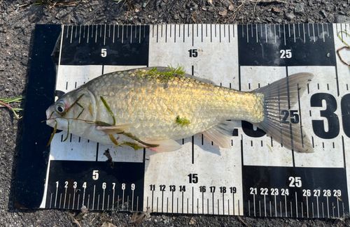 ヘラブナの釣果