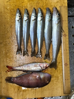 シロギスの釣果