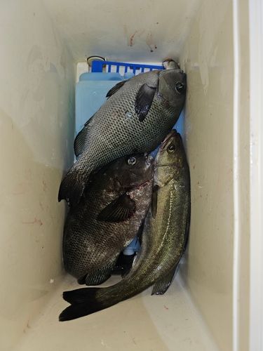グレの釣果