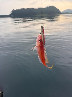 イトヨリダイの釣果