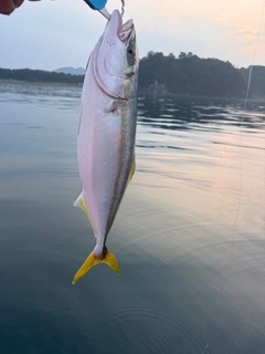 イナダの釣果