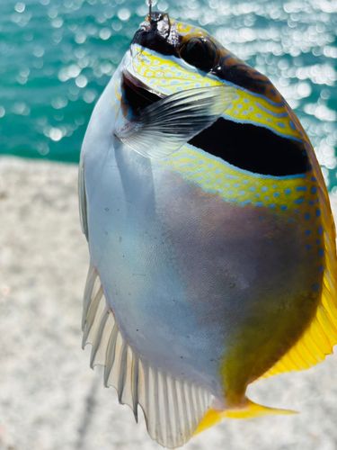 ヒメアイゴの釣果