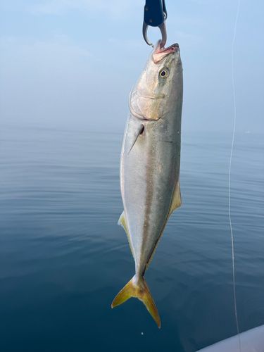 イナダの釣果