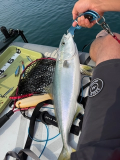 ワラサの釣果