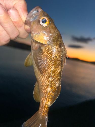 エゾメバルの釣果