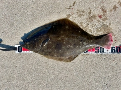 ヒラメの釣果