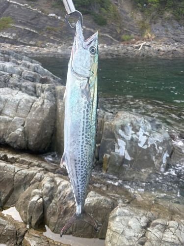 サゴシの釣果