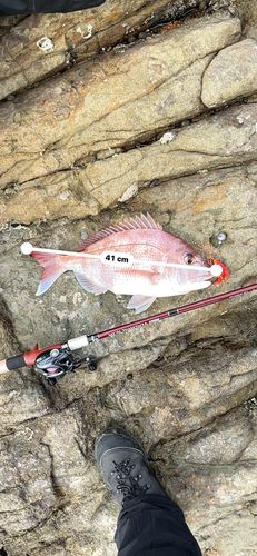タイの釣果