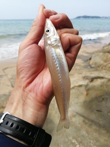 シロギスの釣果