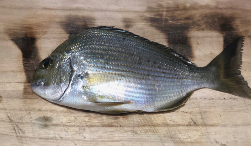 ヘダイの釣果