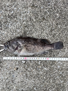 クロソイの釣果