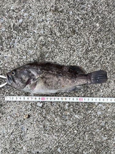 クロソイの釣果