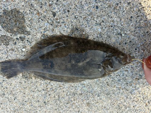 カレイの釣果