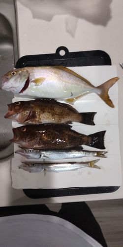ショゴの釣果