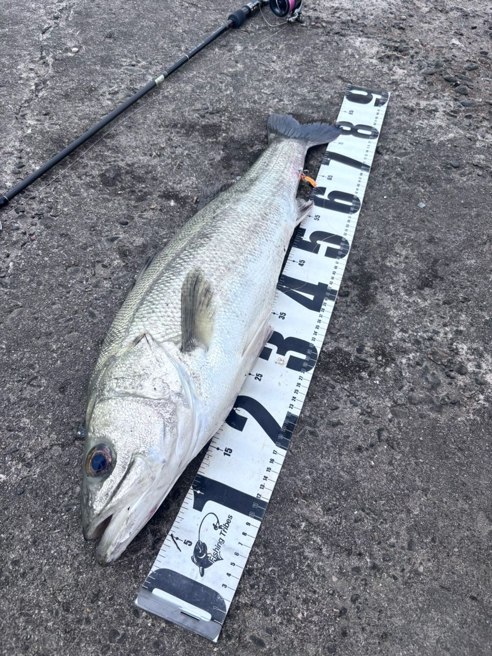 SHIMANO 22ステラ 4000MHGの最安値・インプレ・釣果 | 本音の口コミが