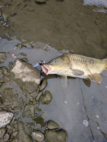 コイの釣果