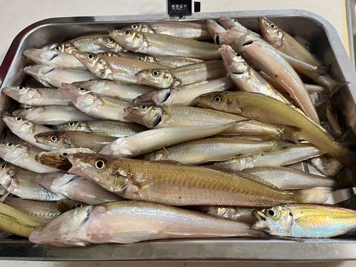 シロギスの釣果