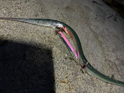 ダツの釣果